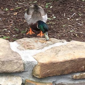 Meet your Posher, Dakota